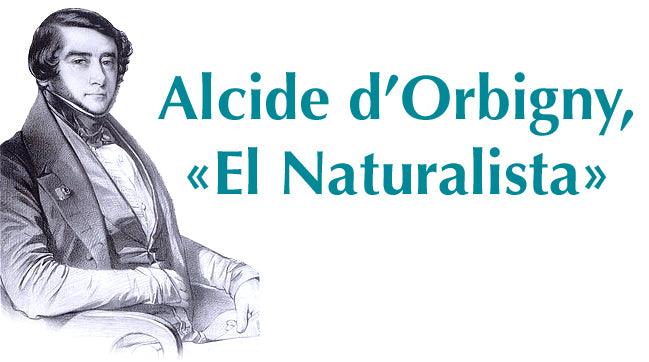 Portrait d’Alcide d’Orbigny « El Naturalista »